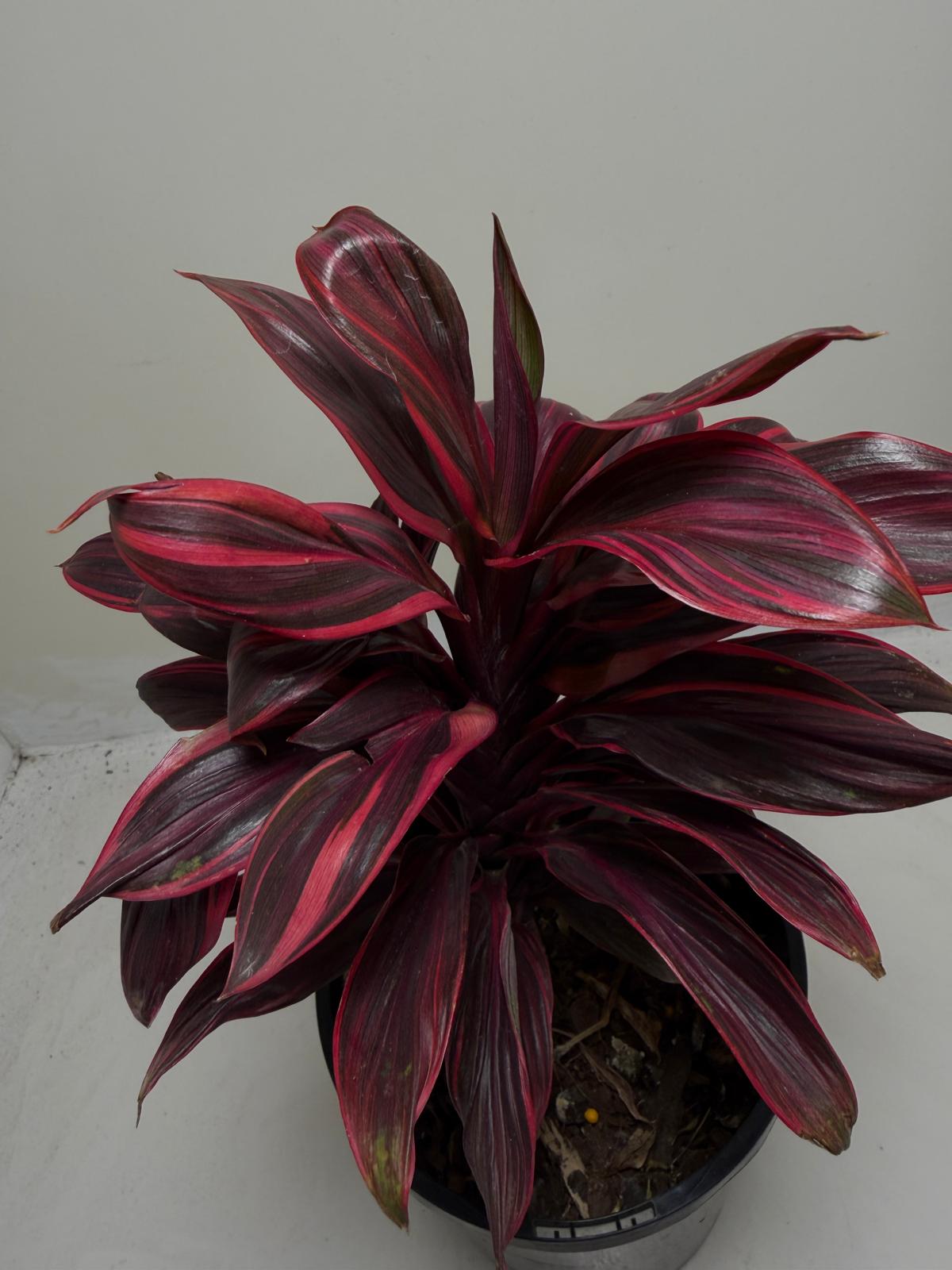 Cordyline fruticosa ‘Pink Lady'