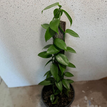 Vanilla Planifolia