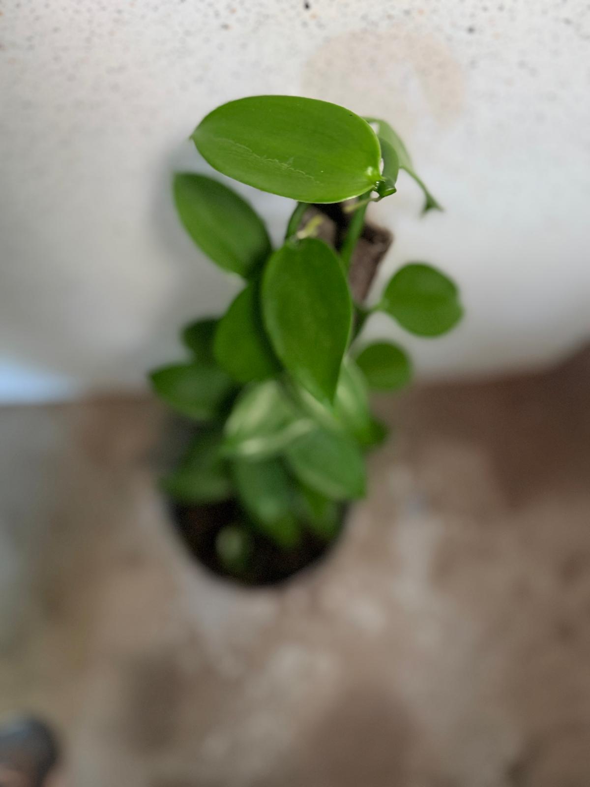 Vanilla Planifolia