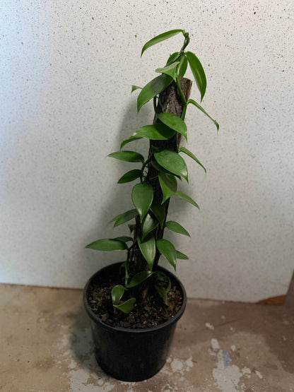 Vanilla Planifolia