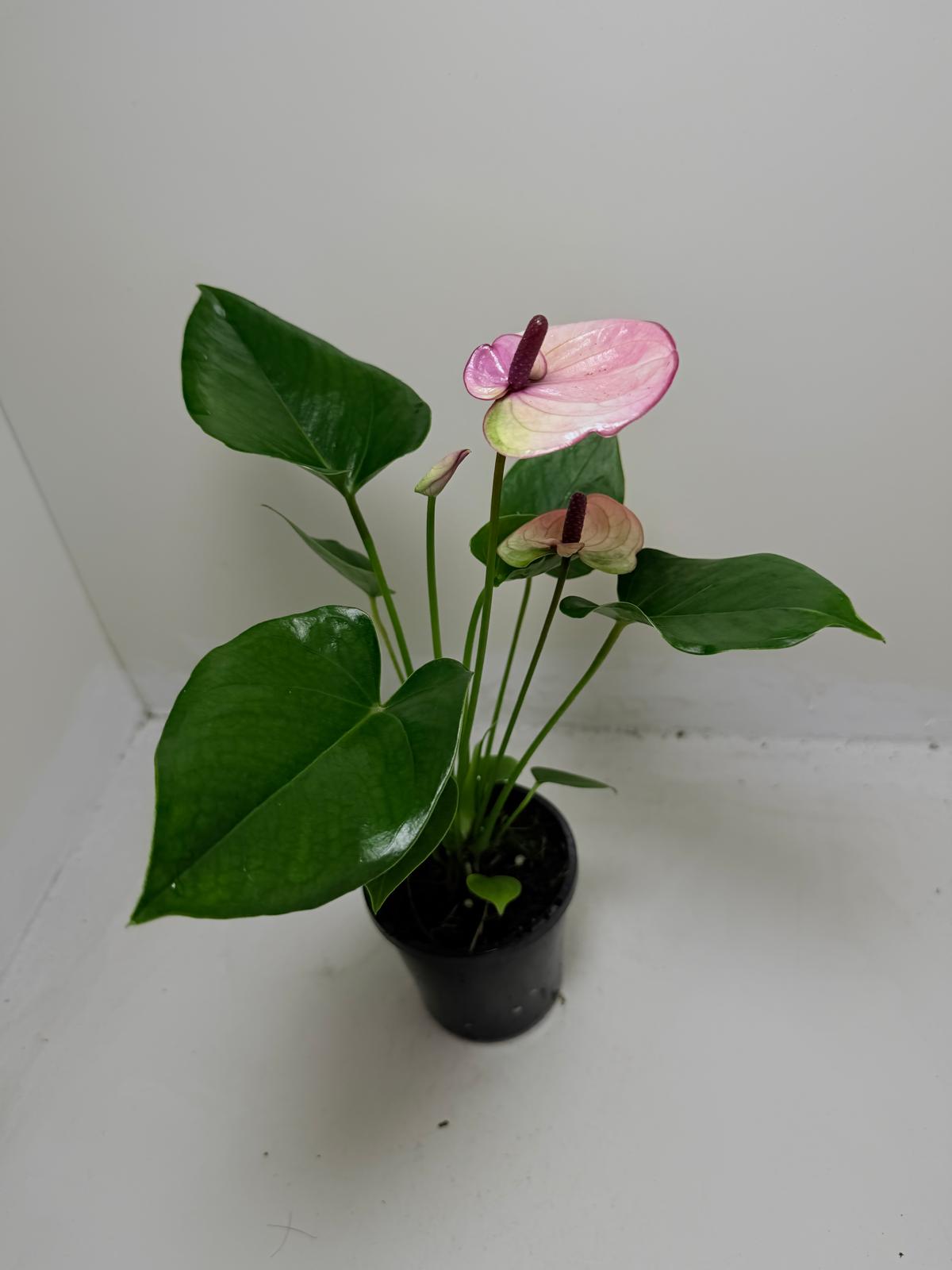 Buy Anthurium Laguna | Easy Care Houseplant | 100mm