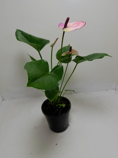 Buy Anthurium Laguna | Easy Care Houseplant | 100mm