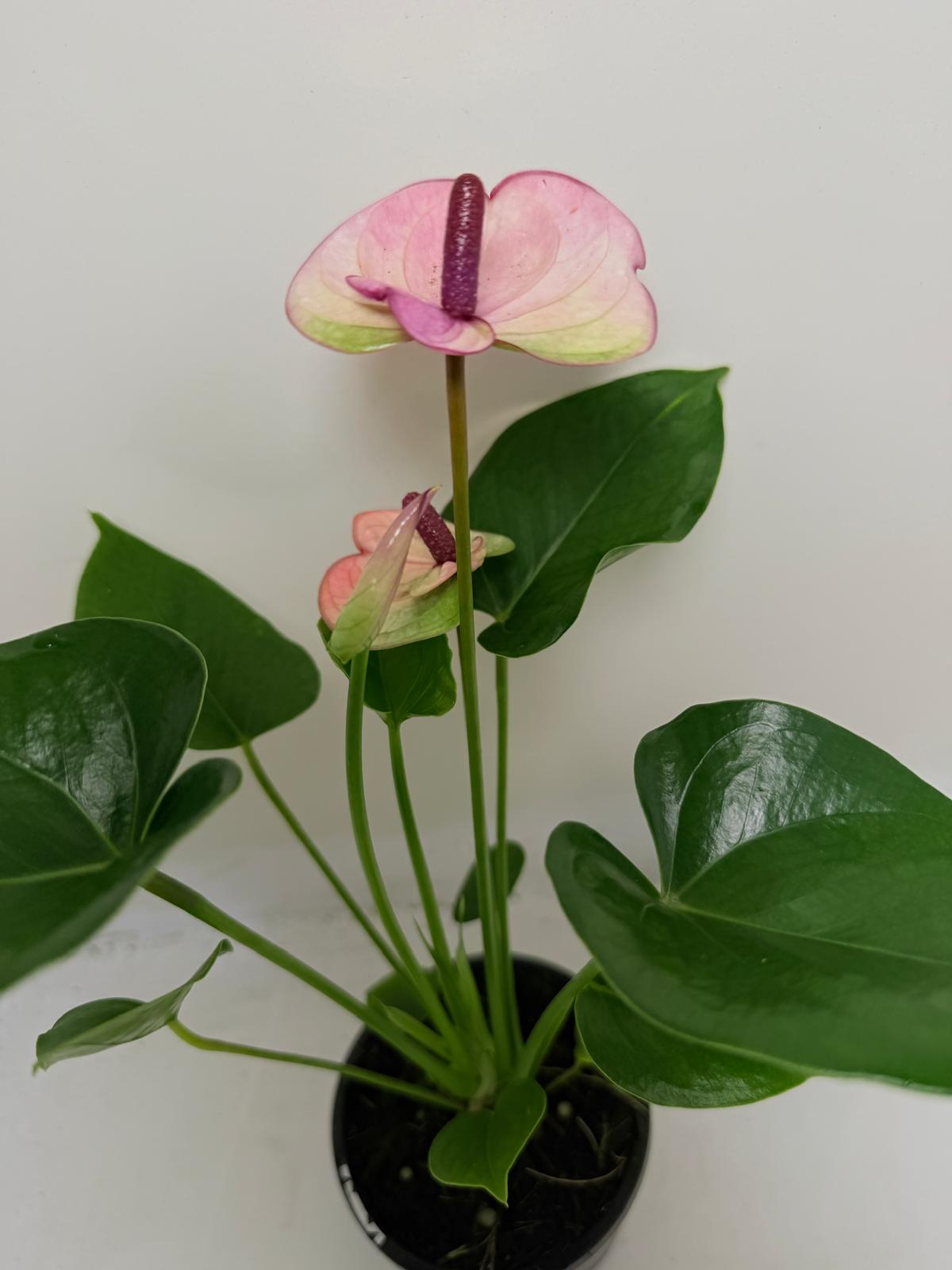 Buy Anthurium Laguna | Easy Care Houseplant | 100mm