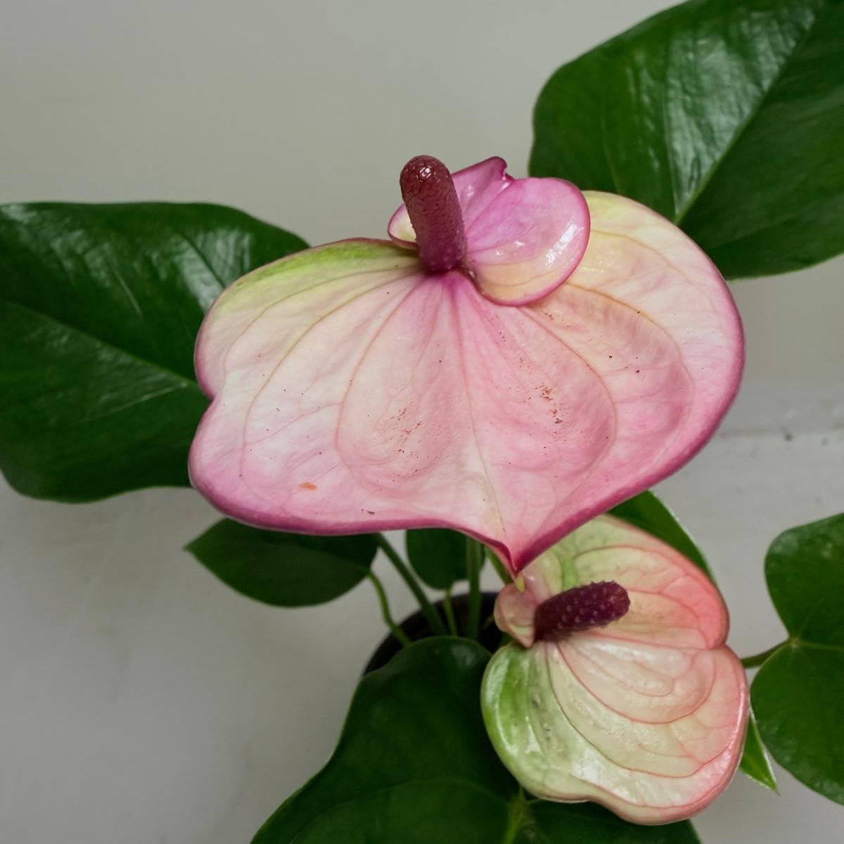 Buy Anthurium Laguna | Easy Care Houseplant | 100mm