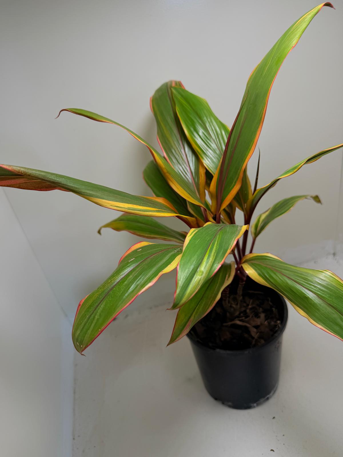 Early Morning Diamond Cordyline