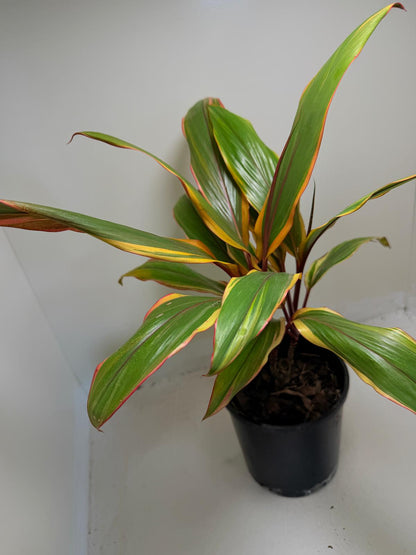 Early Morning Diamond Cordyline