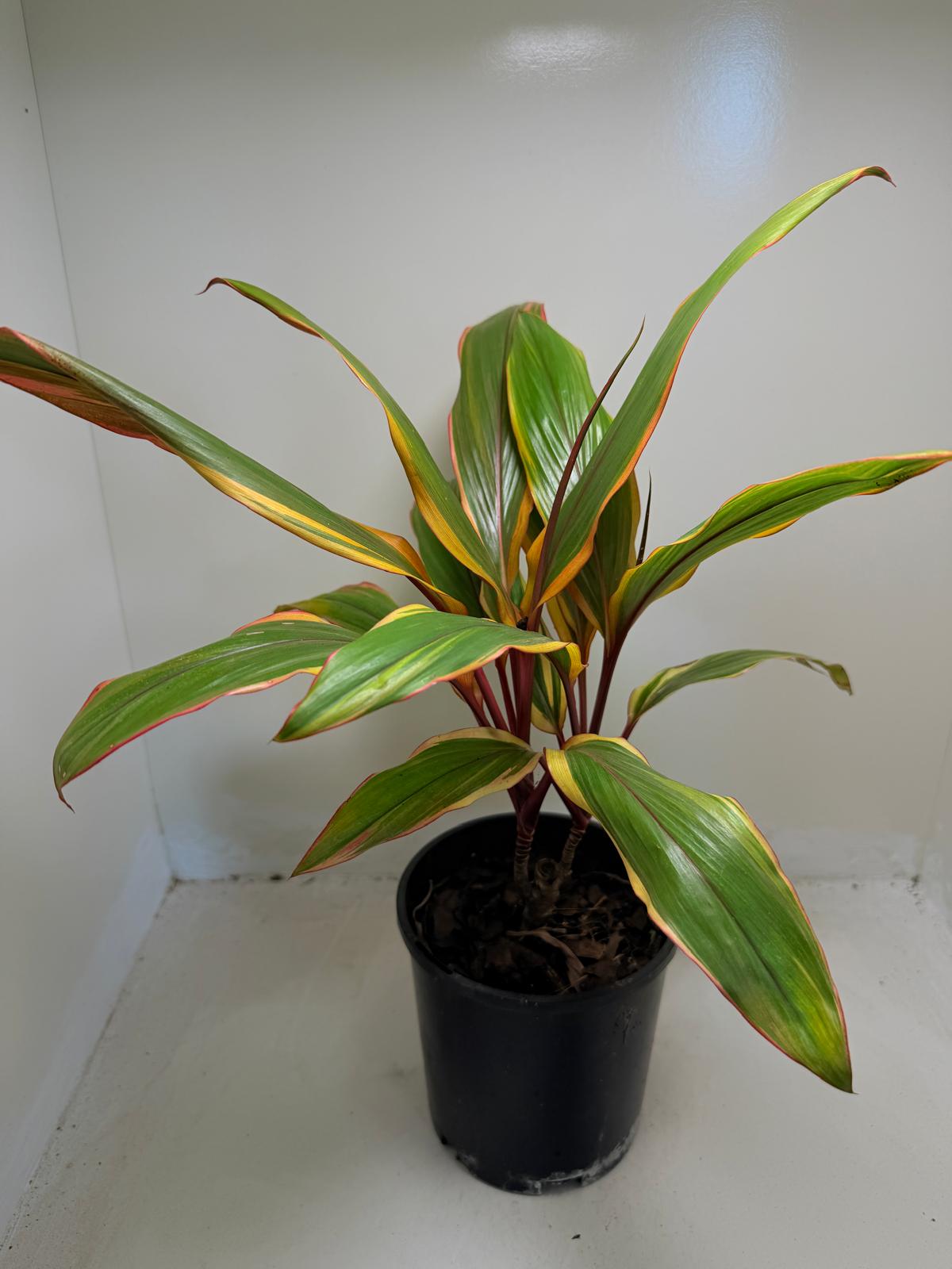 Early Morning Diamond Cordyline