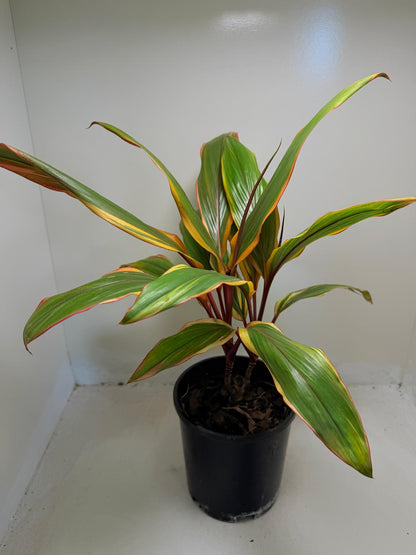 Early Morning Diamond Cordyline