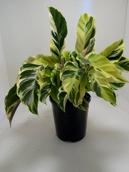 Calathea Fusion Yellow