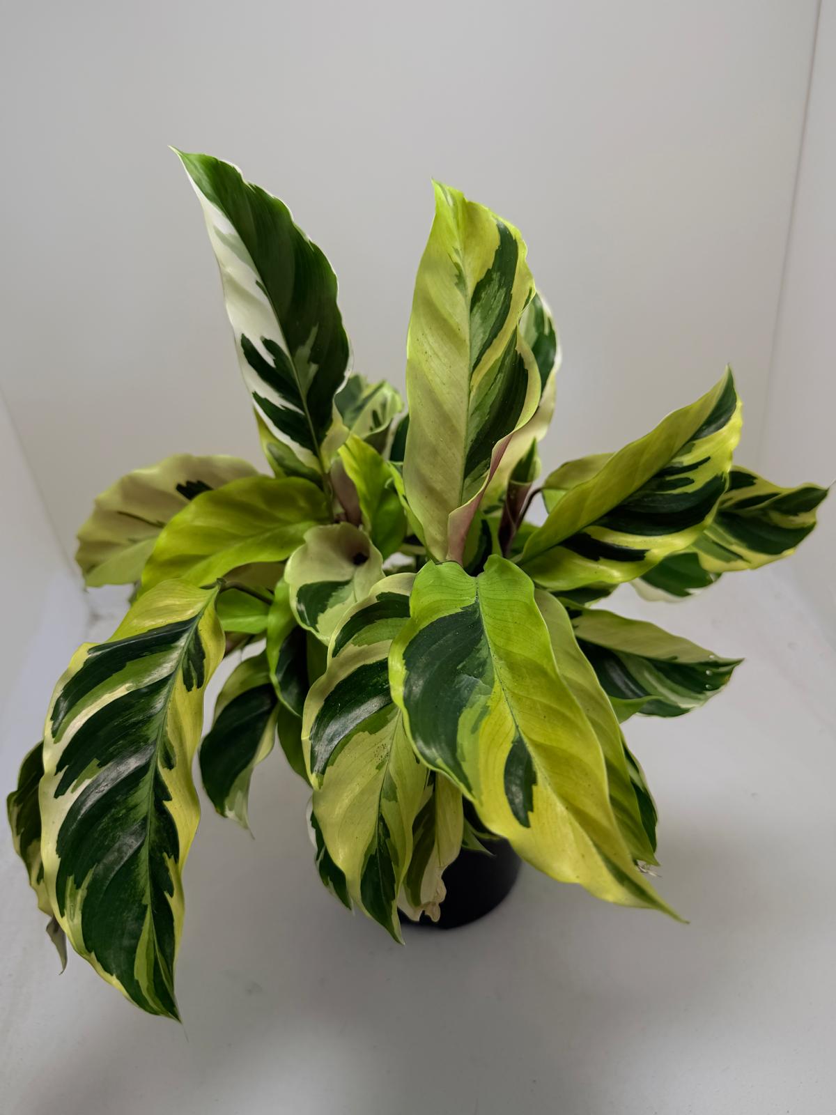 Calathea Fusion Yellow