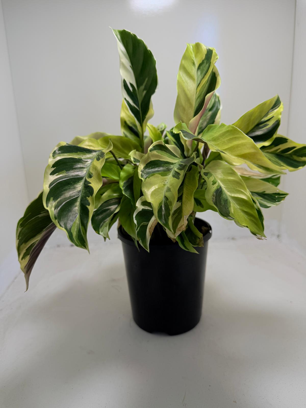 Calathea Fusion Yellow