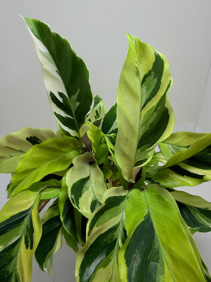 Calathea Fusion Yellow