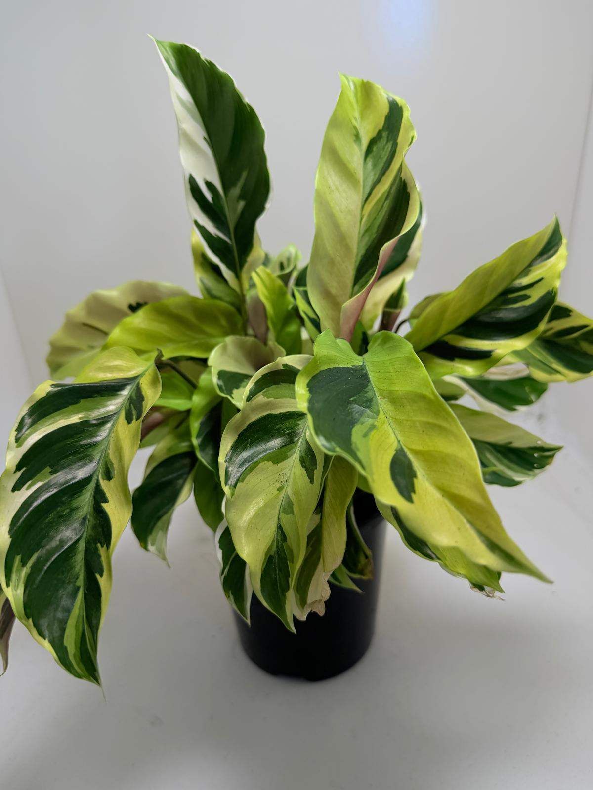 Calathea Fusion Yellow