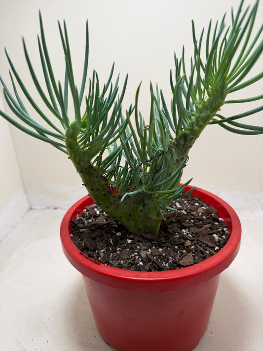 Mermaid Tail #201 : Crested Senecio Talinoides