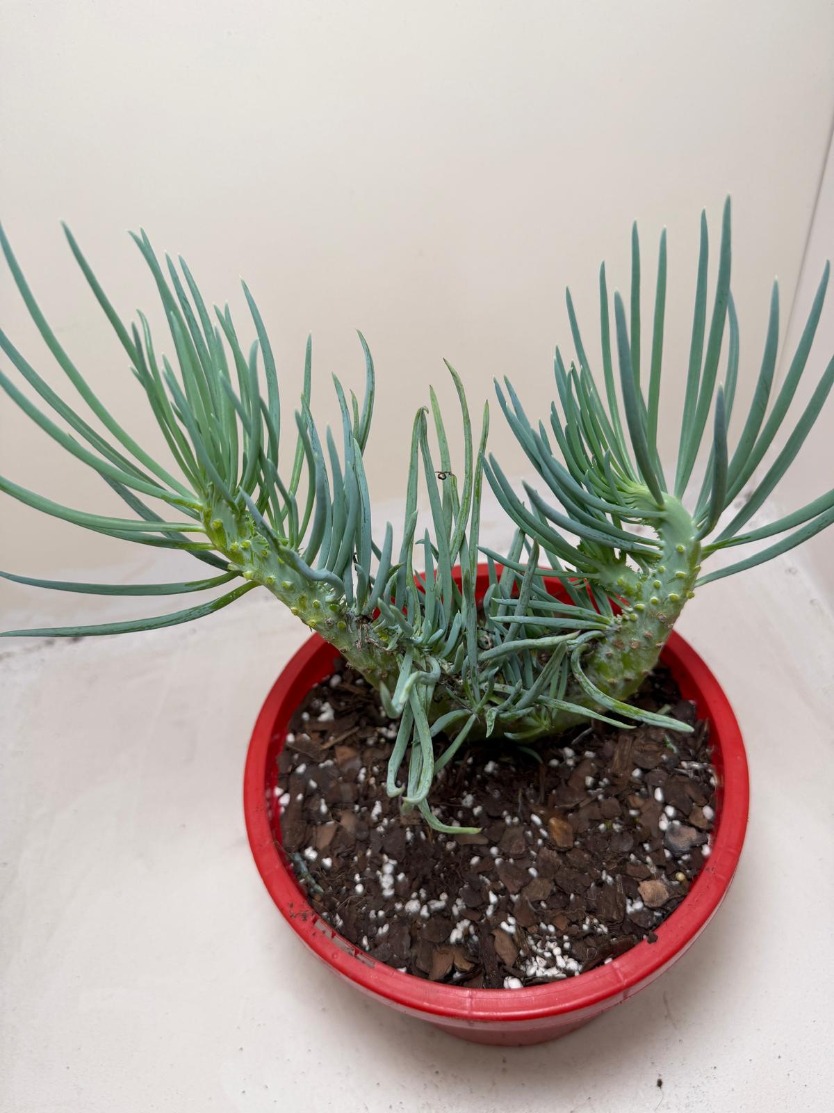Mermaid Tail #201 : Crested Senecio Talinoides