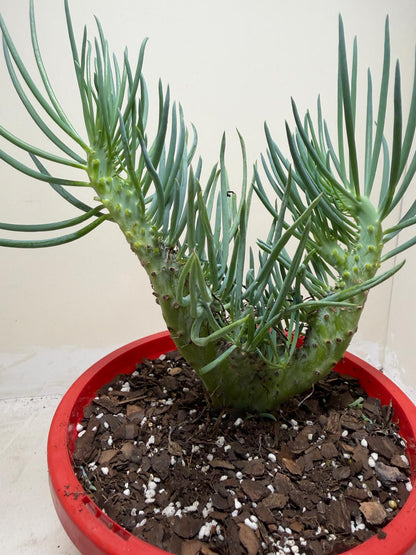 Mermaid Tail #201 : Crested Senecio Talinoides