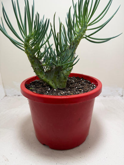 Mermaid Tail #201 : Crested Senecio Talinoides
