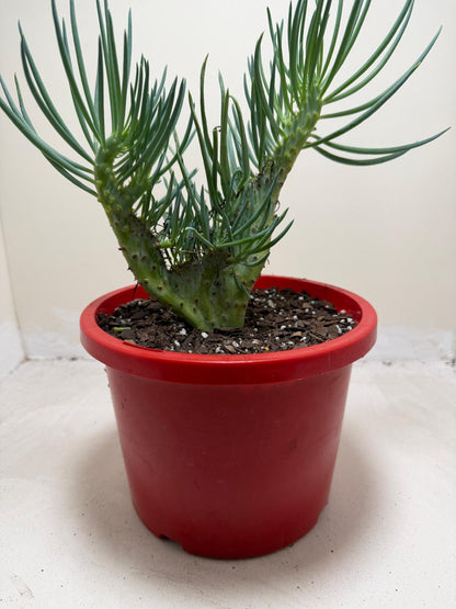 Mermaid Tail #201 : Crested Senecio Talinoides