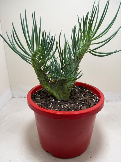 Mermaid Tail #201 : Crested Senecio Talinoides