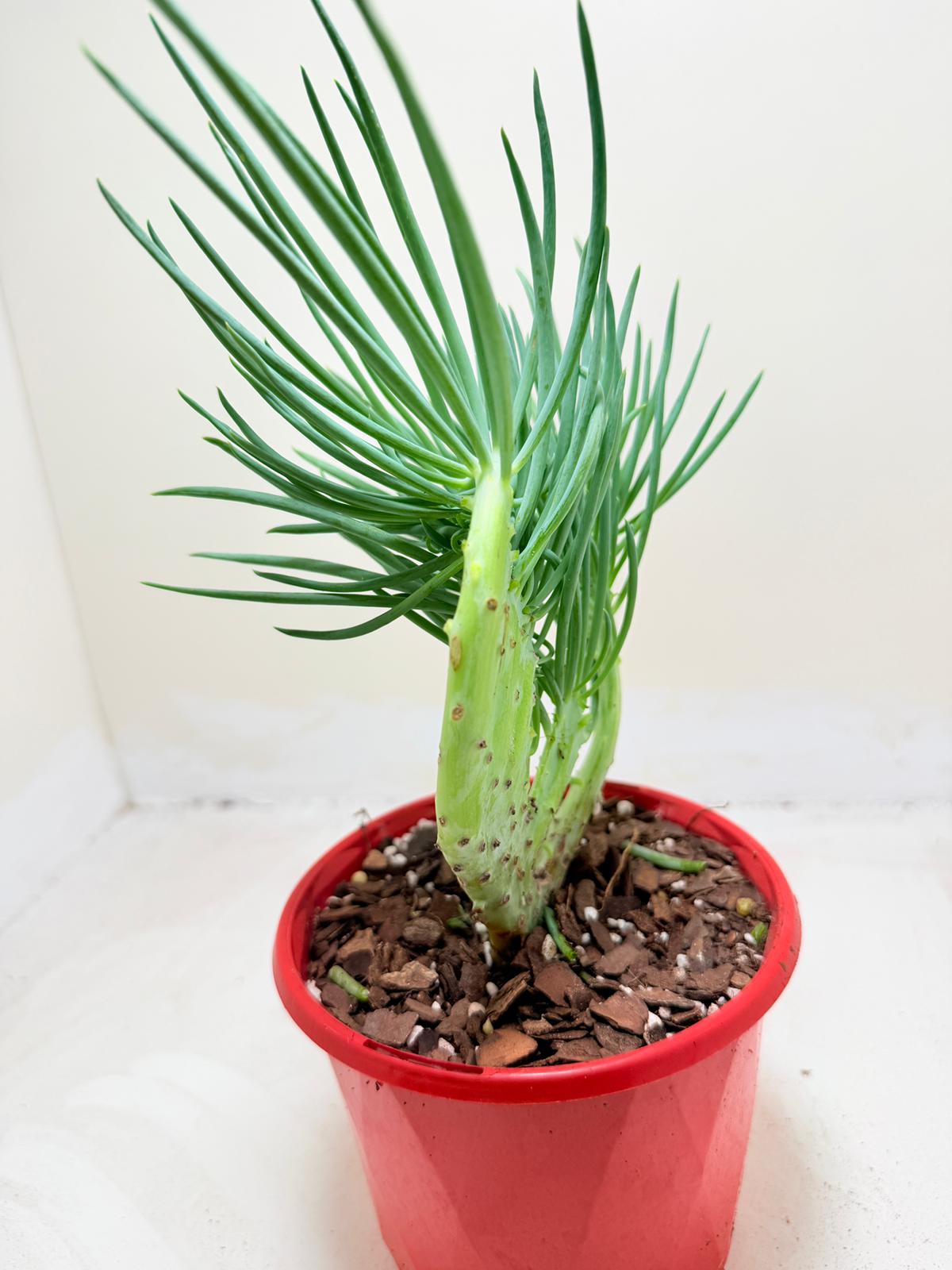 Mermaid Tail : Crested Senecio Talinoides - Narrow Leaf Chalk Stick # 202