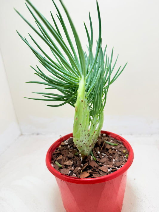 Mermaid Tail : Crested Senecio Talinoides - Narrow Leaf Chalk Stick # 202