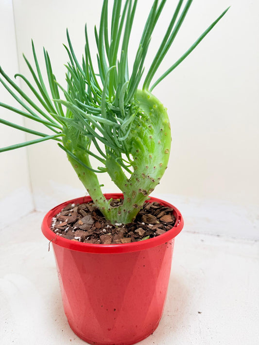 Mermaid Tail : Crested Senecio Talinoides - Narrow Leaf Chalk Stick # 202
