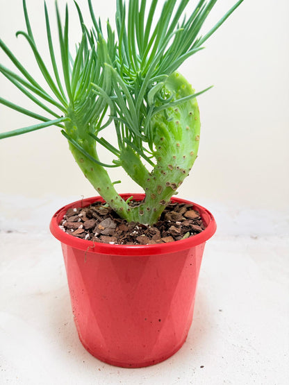 Mermaid Tail : Crested Senecio Talinoides - Narrow Leaf Chalk Stick # 202