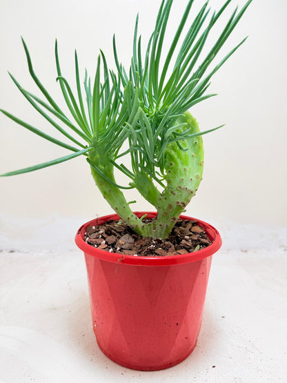 Mermaid Tail : Crested Senecio Talinoides - Narrow Leaf Chalk Stick # 202