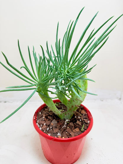 Mermaid Tail : Crested Senecio Talinoides - Narrow Leaf Chalk Stick # 202