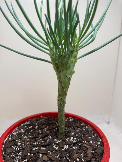 Mermaid Tail : Crested Senecio Talinoides - Narrow Leaf Chalk Stick # 203