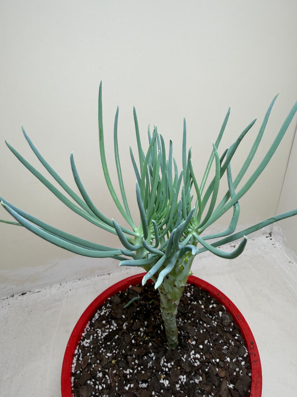 Mermaid Tail : Crested Senecio Talinoides - Narrow Leaf Chalk Stick # 203