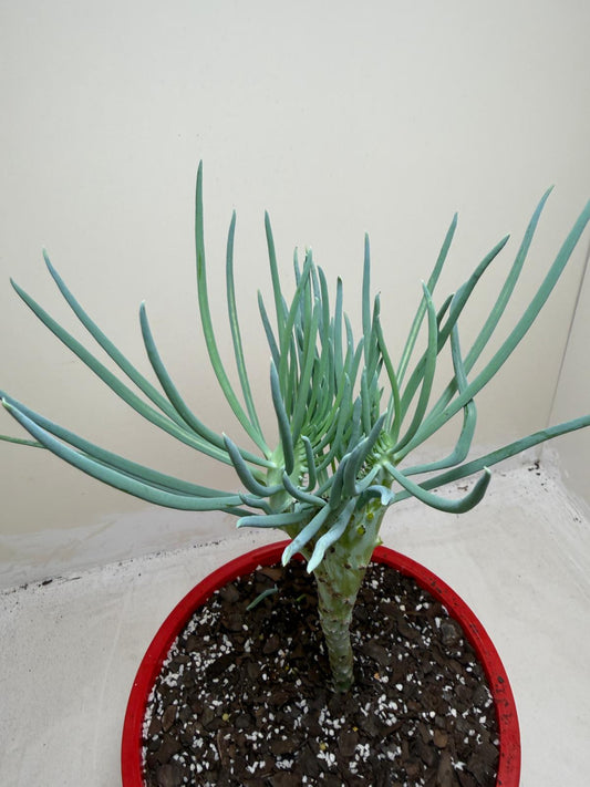 Mermaid Tail : Crested Senecio Talinoides - Narrow Leaf Chalk Stick # 203