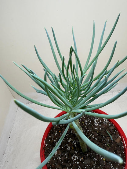 Mermaid Tail : Crested Senecio Talinoides - Narrow Leaf Chalk Stick # 203