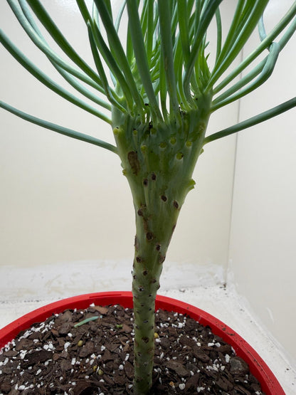 Mermaid Tail : Crested Senecio Talinoides - Narrow Leaf Chalk Stick # 203