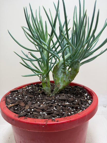 Mermaid Tail : Crested Senecio Talinoides - Narrow Leaf Chalk Stick # 204