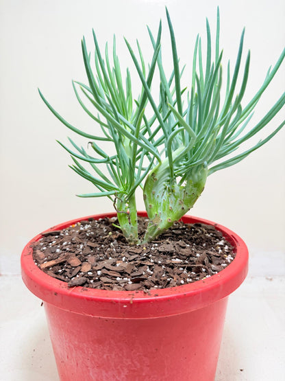 Mermaid Tail : Crested Senecio Talinoides - Narrow Leaf Chalk Stick # 204