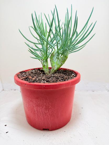 Mermaid Tail : Crested Senecio Talinoides - Narrow Leaf Chalk Stick # 204