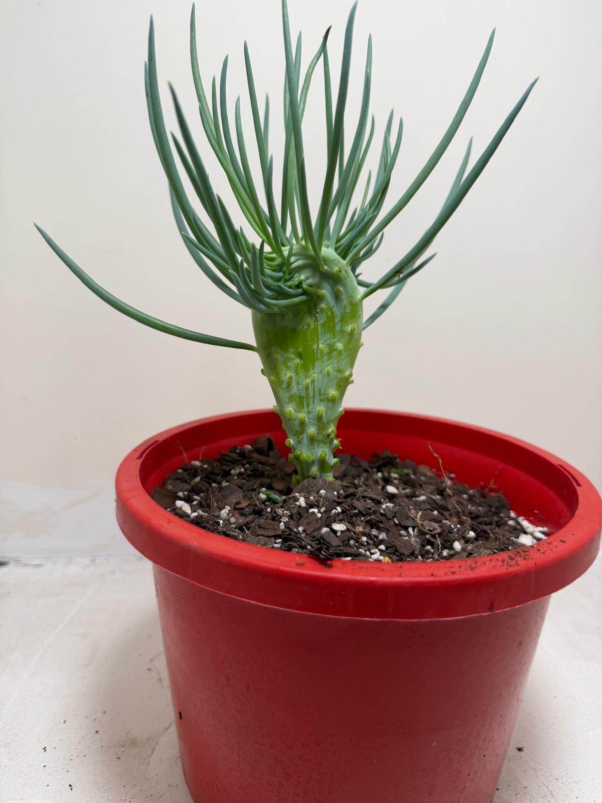 Mermaid Tail : Crested Senecio Talinoides - Narrow Leaf Chalk Stick # 205