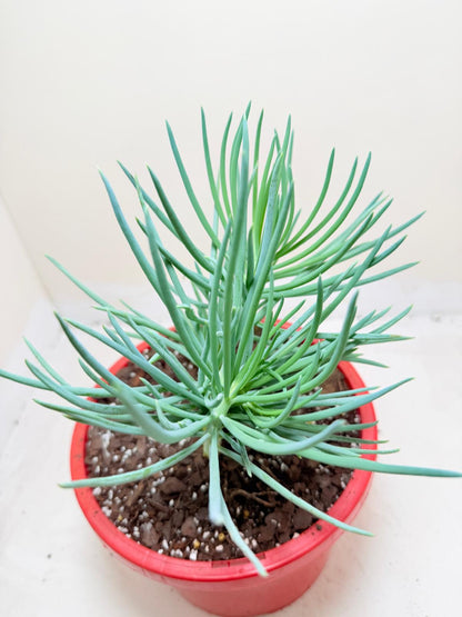 Mermaid Tail : Crested Senecio Talinoides - Narrow Leaf Chalk Stick # 205