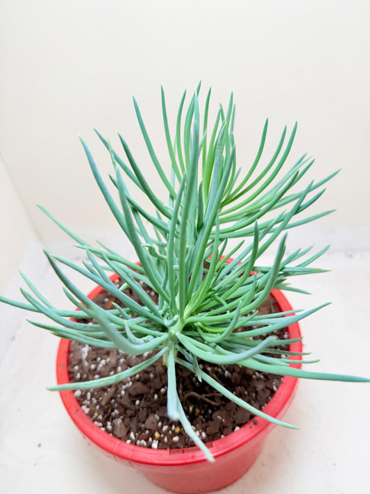 Mermaid Tail : Crested Senecio Talinoides - Narrow Leaf Chalk Stick # 205