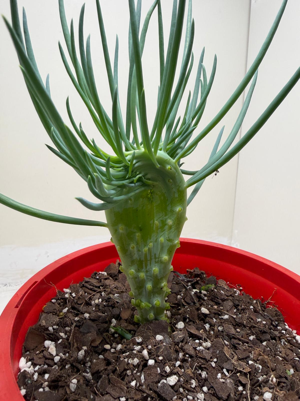 Mermaid Tail : Crested Senecio Talinoides - Narrow Leaf Chalk Stick # 205