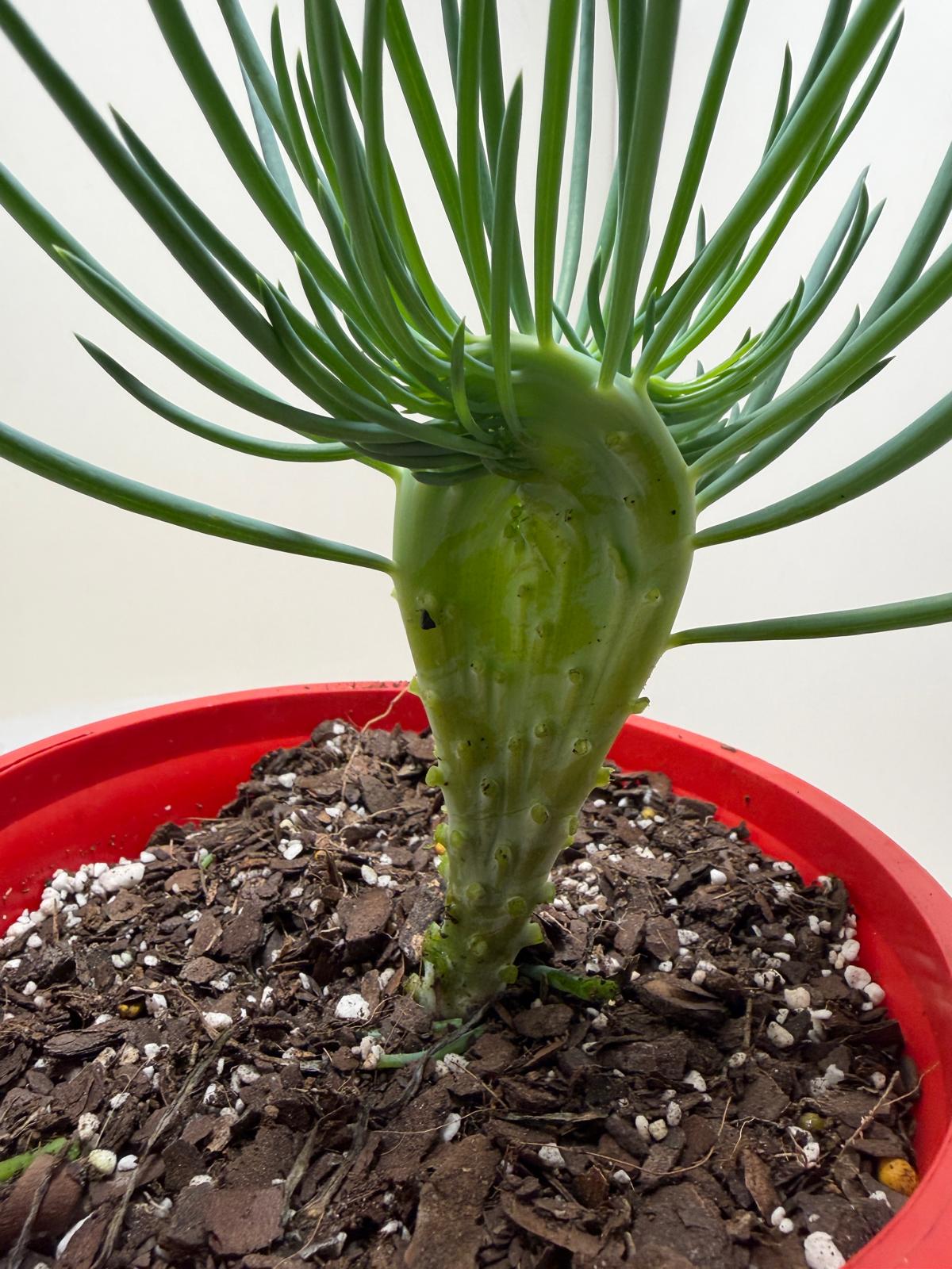 Mermaid Tail : Crested Senecio Talinoides - Narrow Leaf Chalk Stick # 205