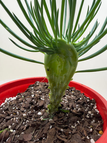 Mermaid Tail : Crested Senecio Talinoides - Narrow Leaf Chalk Stick # 205