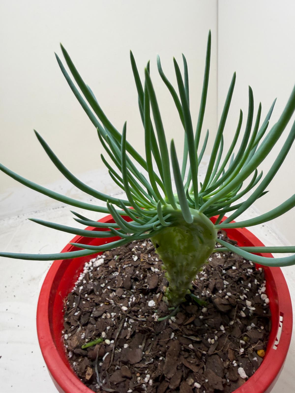 Mermaid Tail : Crested Senecio Talinoides - Narrow Leaf Chalk Stick # 205