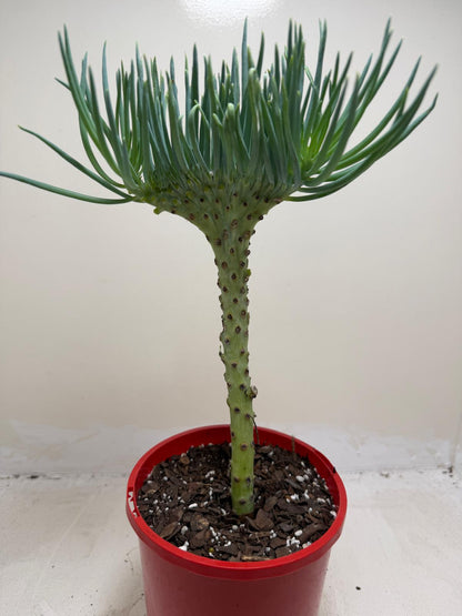 Mermaid Tail : Crested Senecio Talinoides - Narrow Leaf Chalk Stick #206