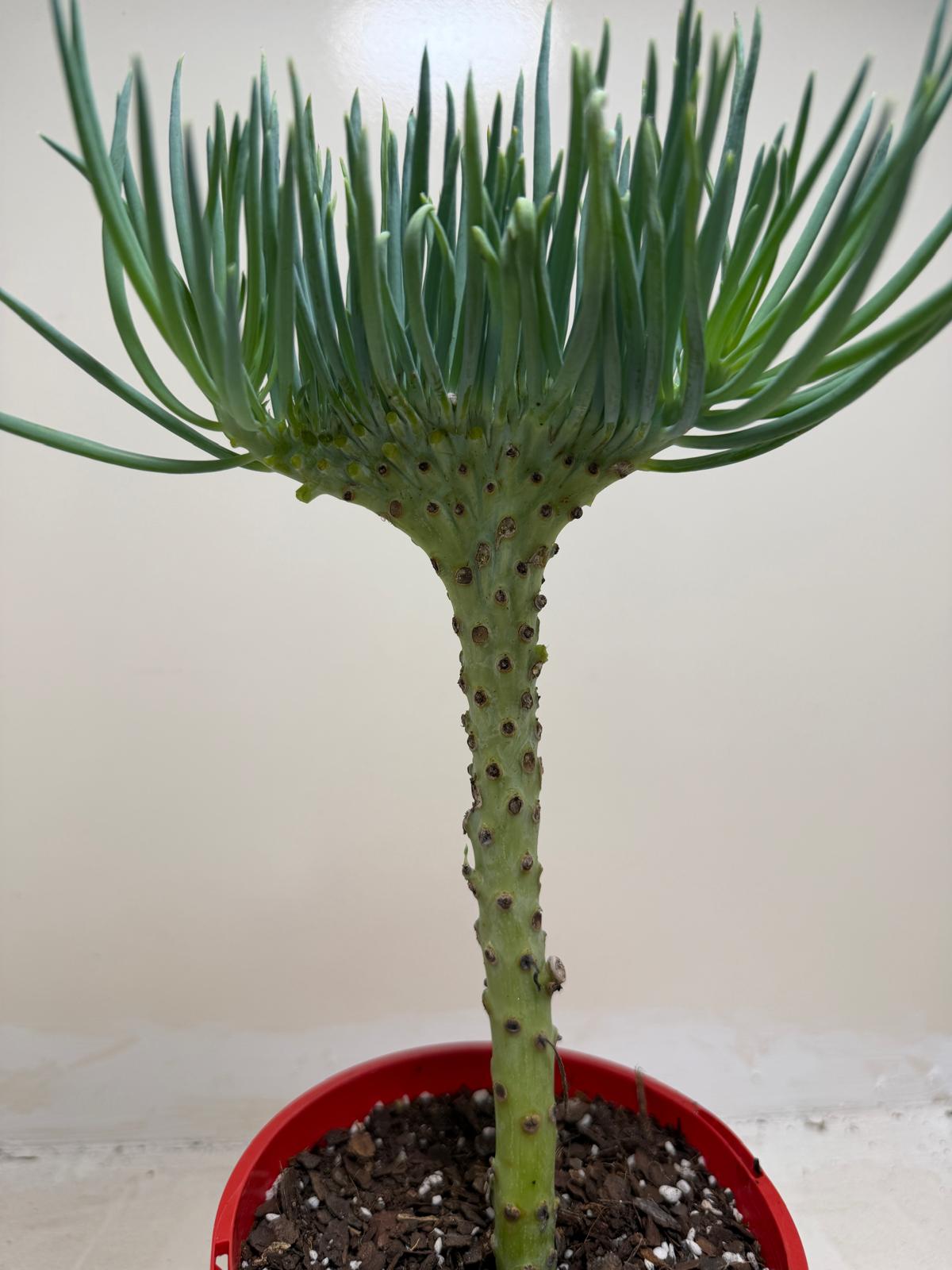 Mermaid Tail : Crested Senecio Talinoides - Narrow Leaf Chalk Stick #206