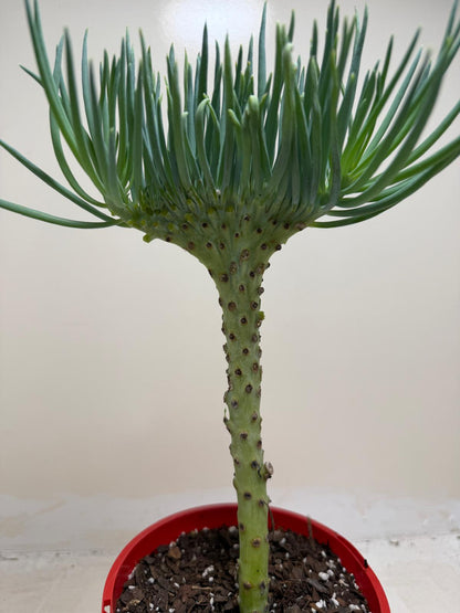 Mermaid Tail : Crested Senecio Talinoides - Narrow Leaf Chalk Stick #206