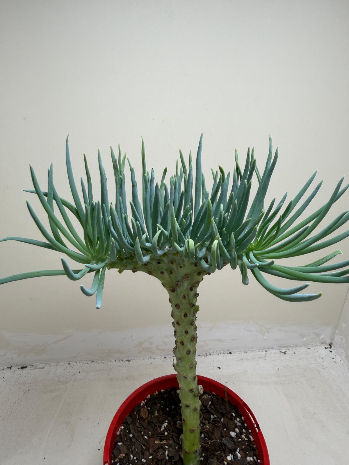 Mermaid Tail : Crested Senecio Talinoides - Narrow Leaf Chalk Stick #206