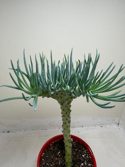 Mermaid Tail : Crested Senecio Talinoides - Narrow Leaf Chalk Stick #206