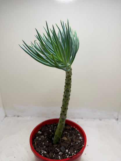Mermaid Tail : Crested Senecio Talinoides - Narrow Leaf Chalk Stick #206